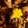 Fall Dandelion