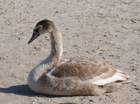 Swan no.3