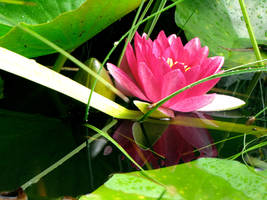 Lotus flower