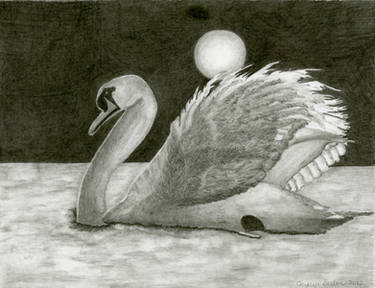 Midnight Swan