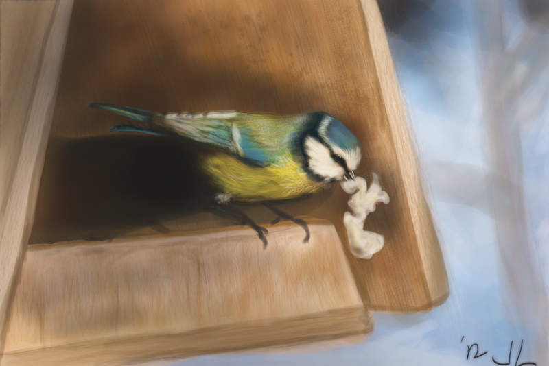 Blue Tit