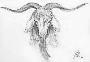 Goat Sketch