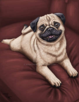 Red Sofa Pug