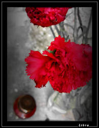 Carnations and light 2