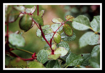 Garden of Rain