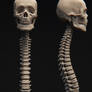 Skull and Spine Study