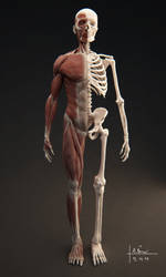 Muscular System