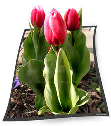 tulip popper
