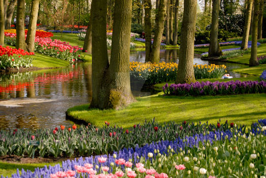 Keukenhof Tulip Gardens