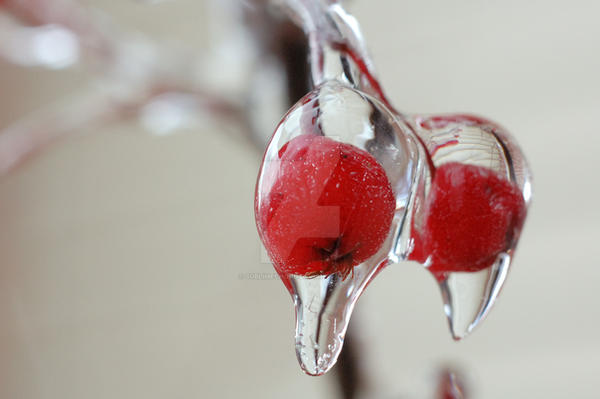 Ice-Encased Berries