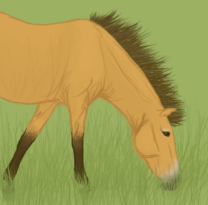 Przewalski's Wild Horse