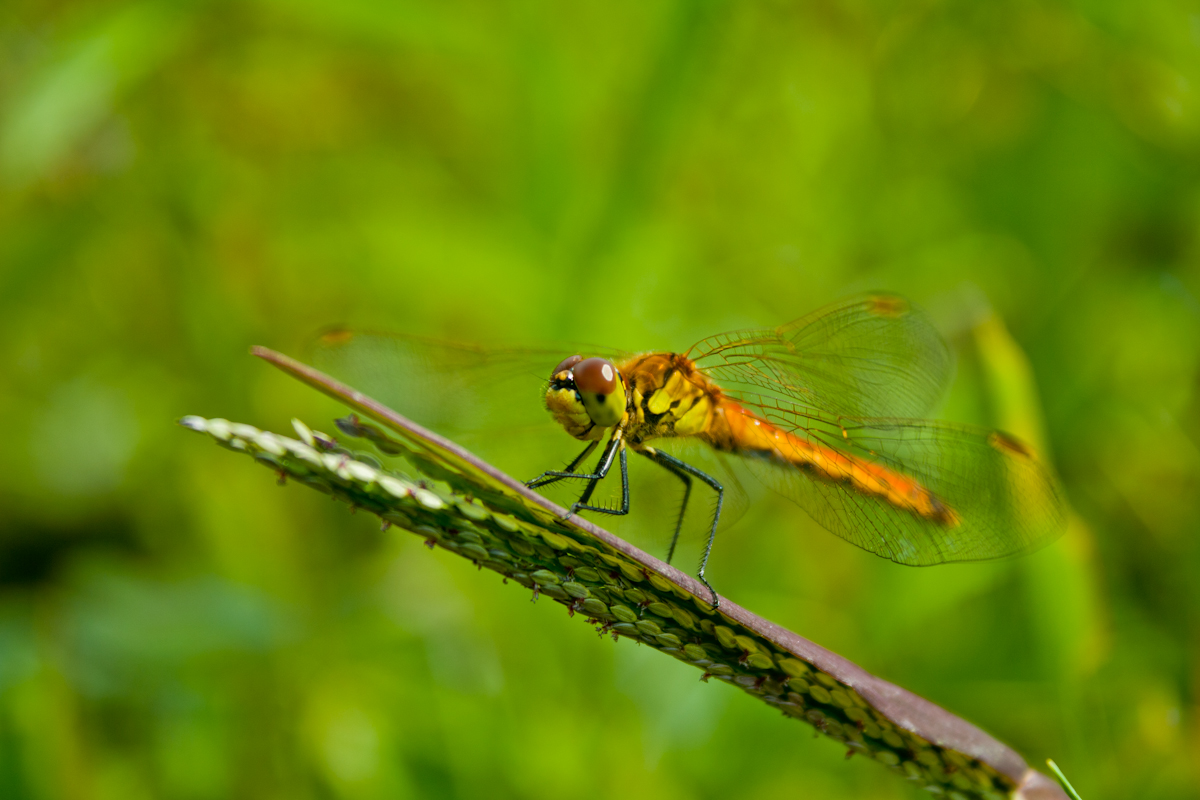 Dragonfly