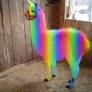 Rainbow LLama