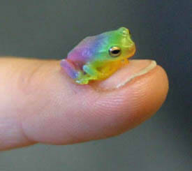 Rainbow Frog