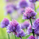 Ray of Beauty by BrazenDahlia Ray of Beauty by BrazenDahlia