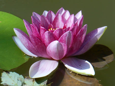 Waterlily