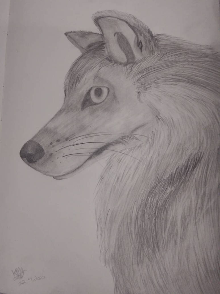 Wolves Graphite Drawing Graphite Wolf by GlowInTheDarkArt19 on DeviantArt