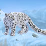 Snow Leopard