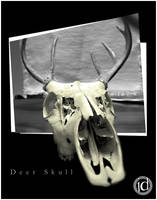 Deer Skull