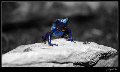 Frog Azul