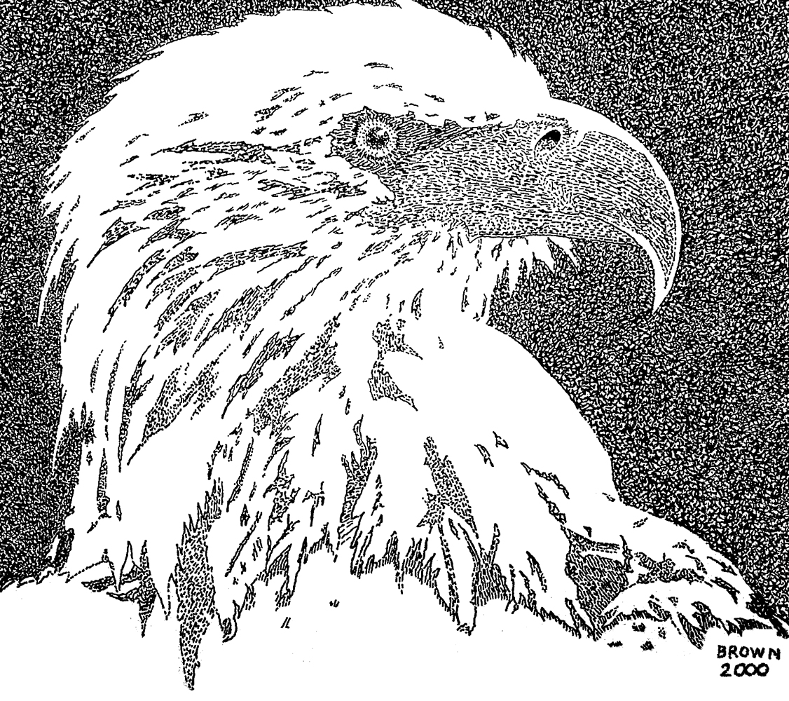 American Bald Eagle