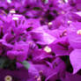 Sea Pink