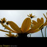 Yellow Flowers