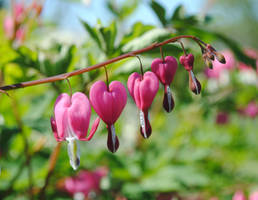 Heart Shaped Flowers