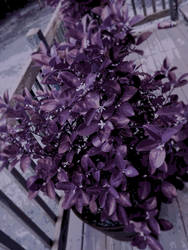 Purple Plant