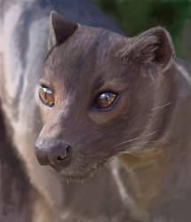 Fossa