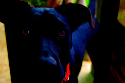 The Blue Dog by El-Fotografo on DeviantArt