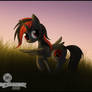 - trotting towards the sunset -