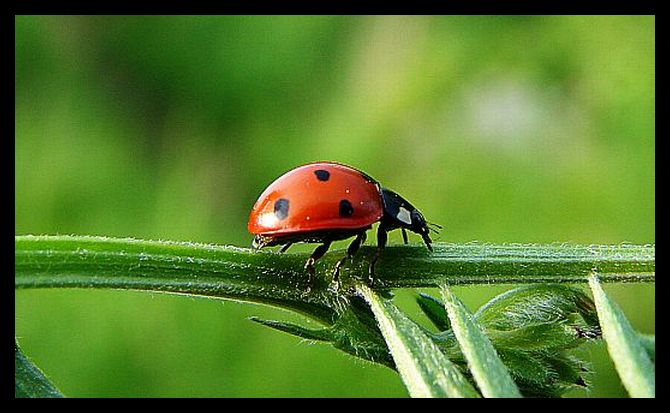 ladybug