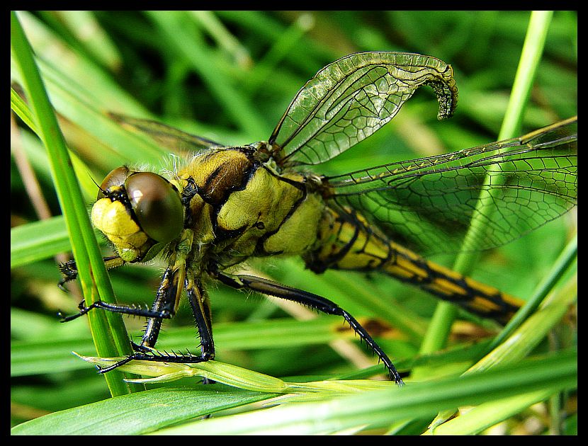 dragonfly 3