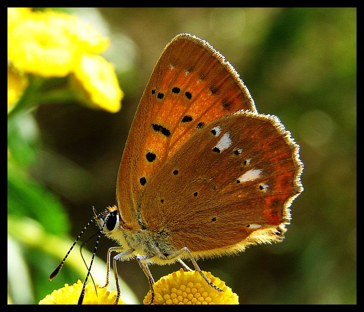 butterfly....