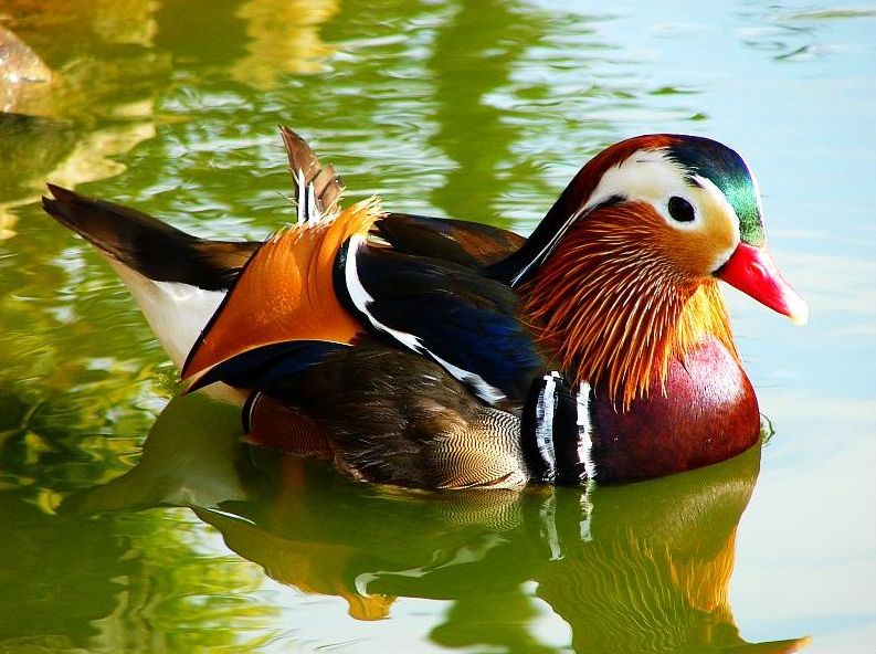 Mandarin Duck