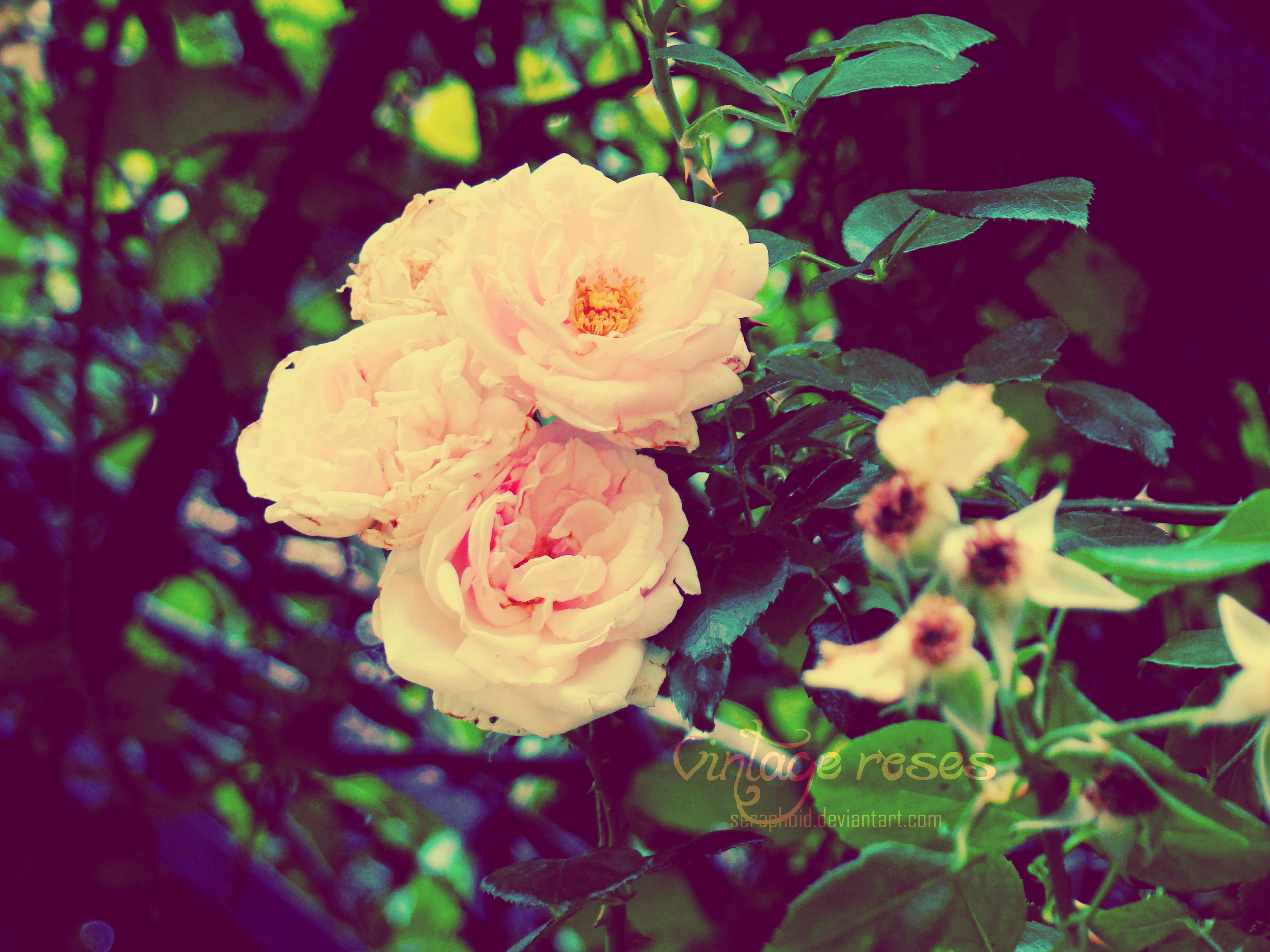 vintage roses