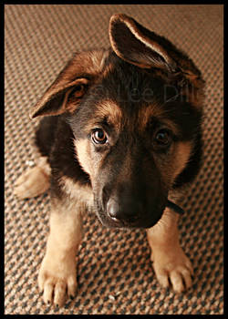 9 weeks mastering ears