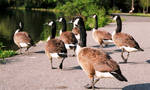 Geese On The Run. by loadedwatergun