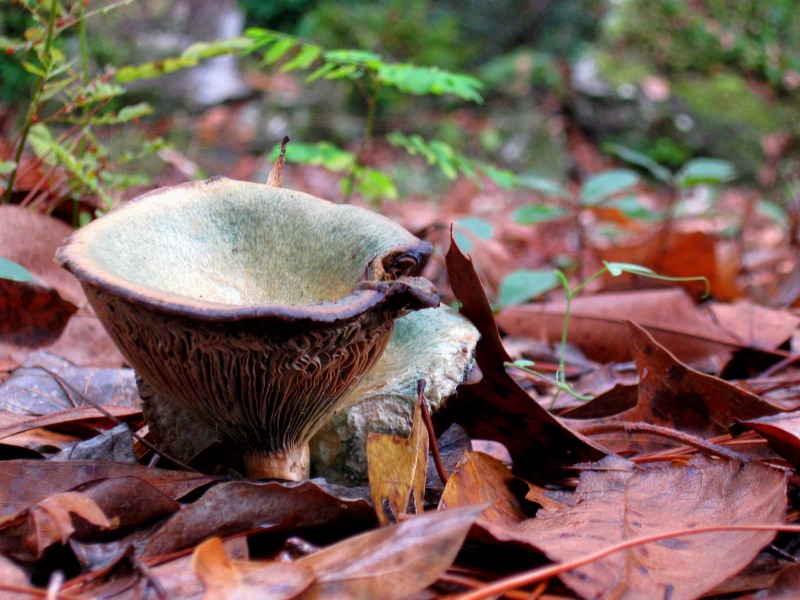 Mushroom adventure