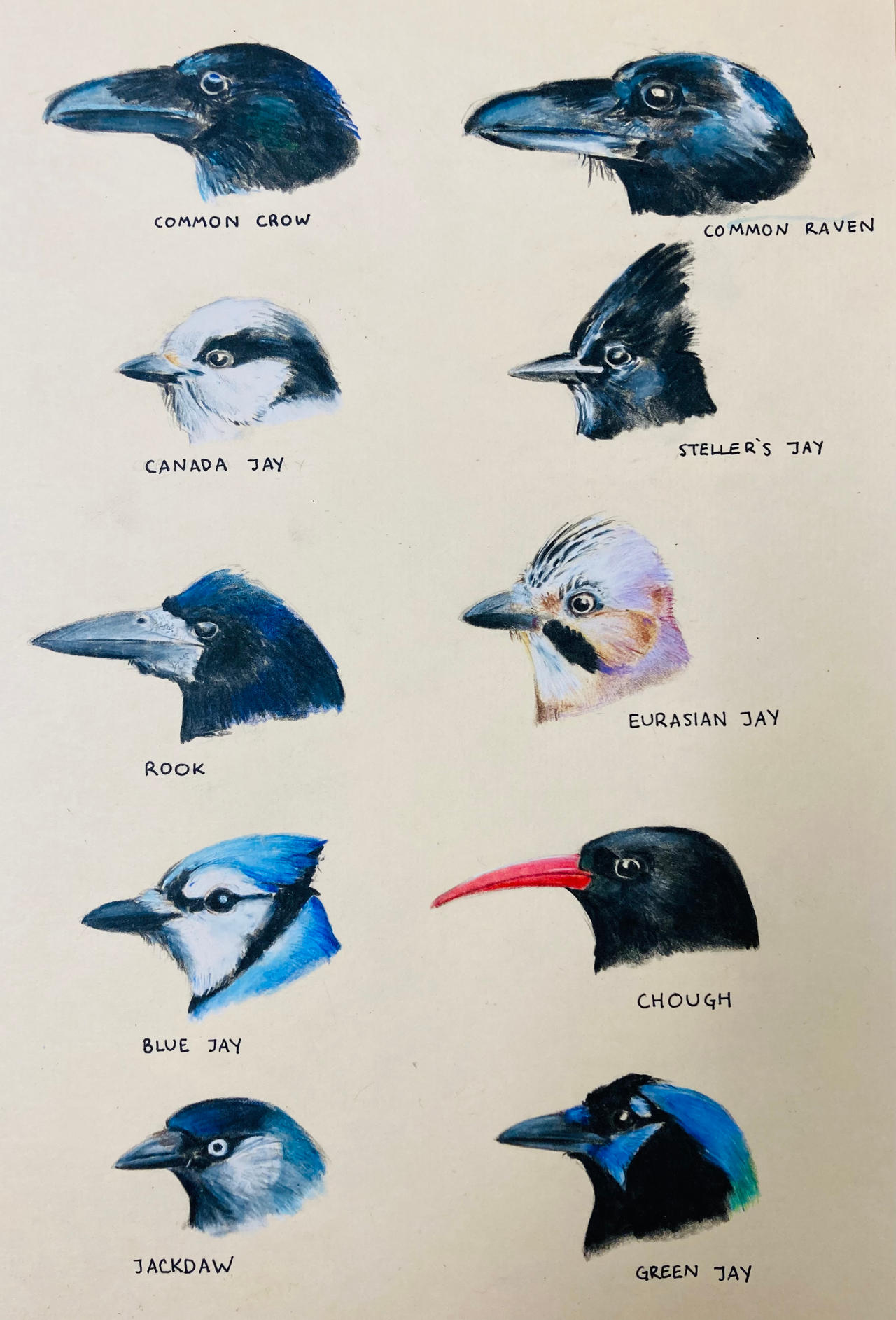 Some Corvids by Tharizin on DeviantArt