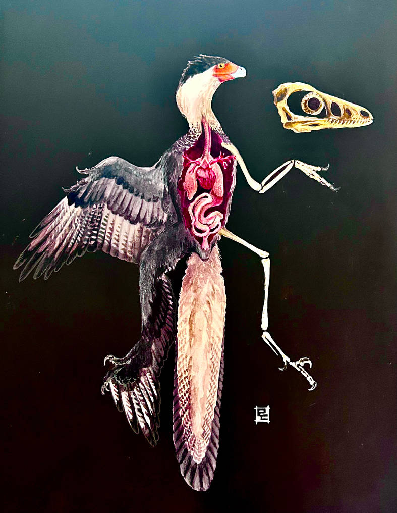 Crested Raptor Microraptor gui - Crested caracara by Tharizin on DeviantArt