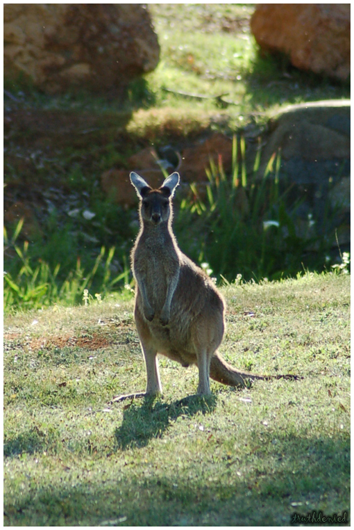 Baby Roo