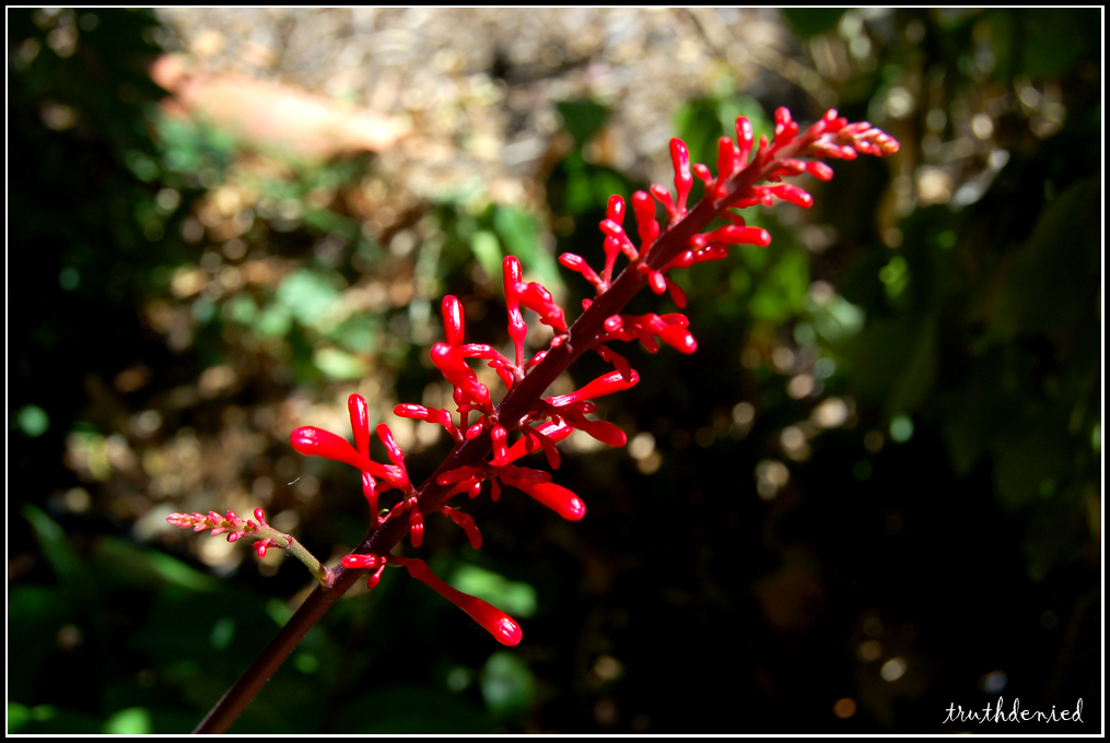 Cherry Red