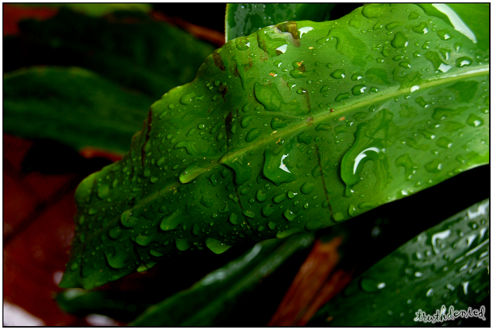 'Leaves That Are Green'