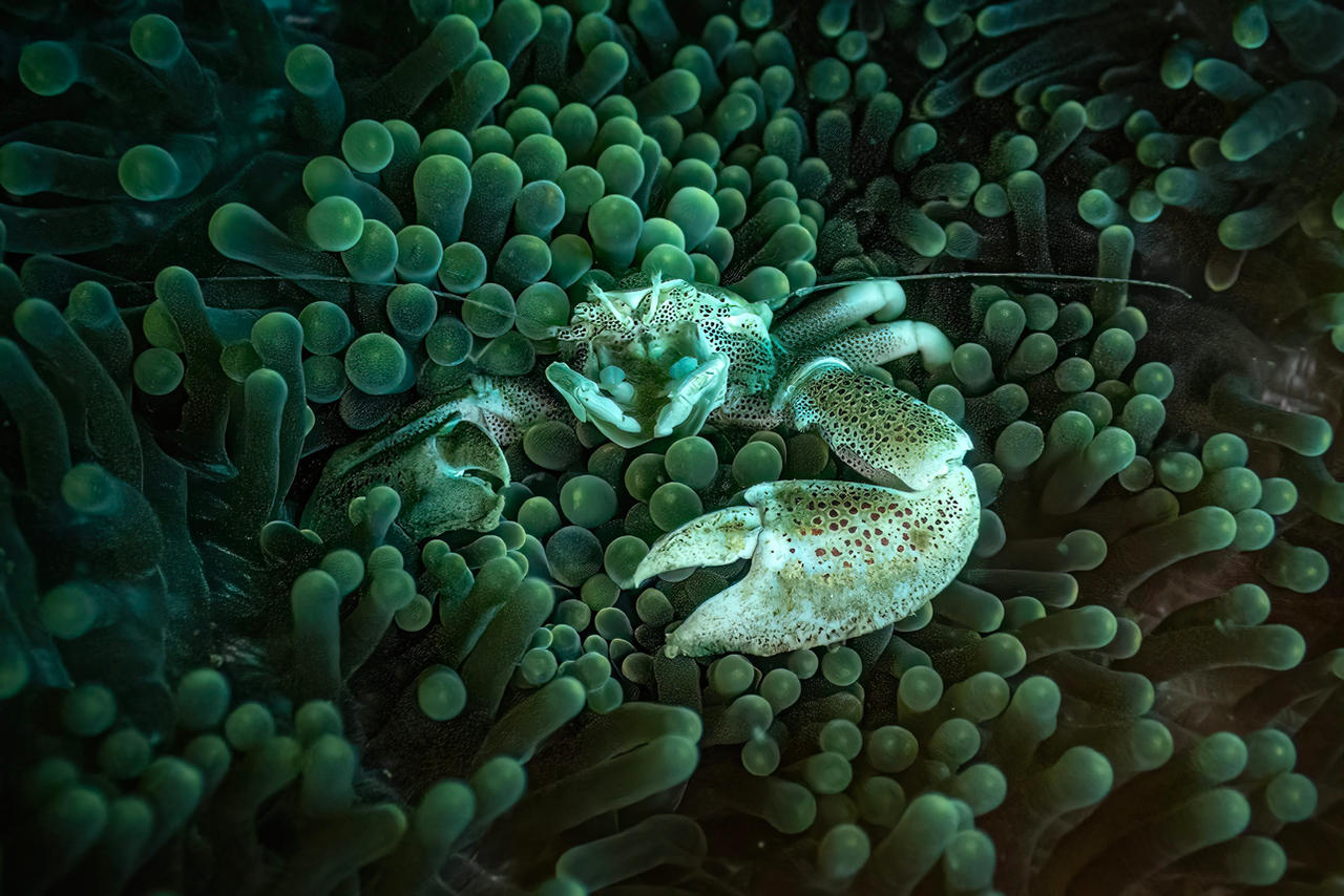 porcelain Crab in an anemone
