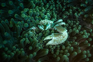 porcelain Crab in an anemone
