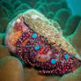 Blue Knee Hermit Crab