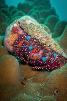 Blue Knee Hermit Crab