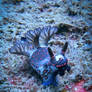 Nembrotha Mullineri Nudibranch